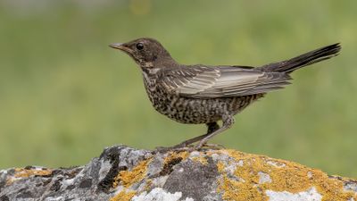 Ringtrast [Ring ouzel] 0L4A2086.jpg