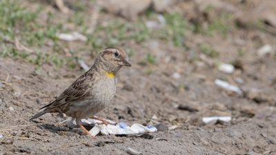 Stensparv [Rock sparrow] 0L4A2117.jpg