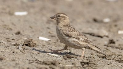 Stensparv [Rock sparrow] 0L4A2130.jpg
