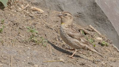 Stensparv [Rock sparrow] 0L4A2150.jpg