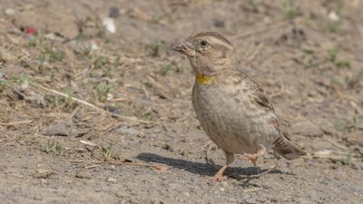 Stensparv [Rock sparrow] 0L4A2152.jpg