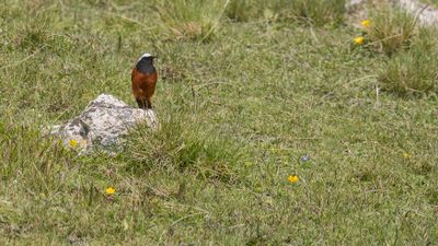 Bergrdstjrt [Gldenstdt's redstart] 0L4A2234.jpg