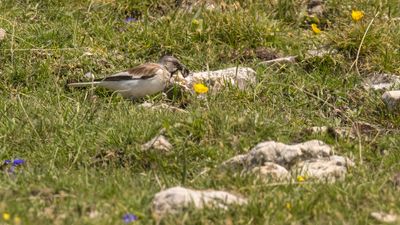 Snfink [White-winged snowfinch] 0L4A2260.jpg