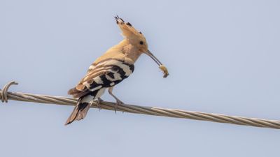 Hrfgel [Eurasian hoopoe] 0L4A9960.jpg