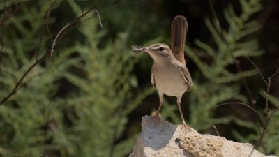 Trdnktergal [Rufous-tailed scrub robin] 0L4A9976.jpg