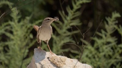 Trdnktergal [Rufous-tailed scrub robin] 0L4A9980.jpg