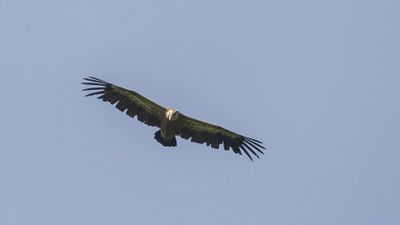 Gsgam [Eurasian griffon vulture] 0L4A1755.jpg