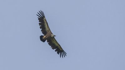 Gsgam [Eurasian griffon vulture] 0L4A1760.jpg