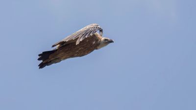 Gsgam [Eurasian griffon vulture] 0L4A2392.jpg