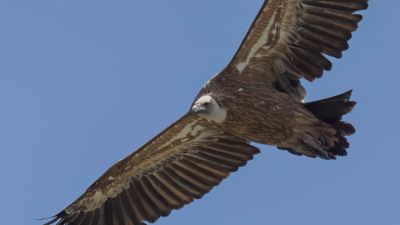 Gsgam [Eurasian griffon vulture] 0L4A2399.jpg