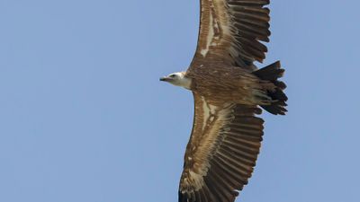 Gsgam [Eurasian griffon vulture] 0L4A2401.jpg