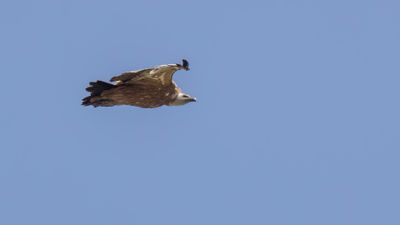 Gsgam [Eurasian griffon vulture] 0L4A2406.jpg