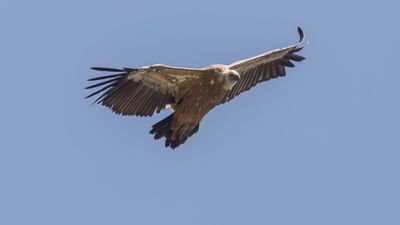 Gsgam [Eurasian griffon vulture] 0L4A2414.jpg