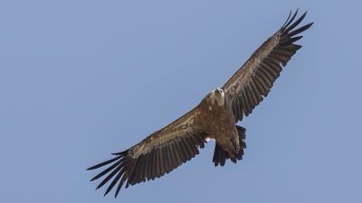 Gsgam [Eurasian griffon vulture] 0L4A2418.jpg