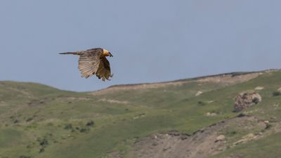 Lammgam [Bearded vulture] 0L4A2472.jpg
