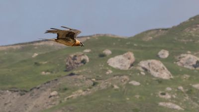 Lammgam [Bearded vulture] 0L4A2473.jpg
