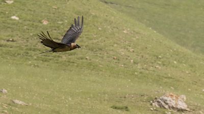 Lammgam [Bearded vulture] 0L4A2477.jpg