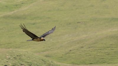 Lammgam [Bearded vulture] 0L4A2479.jpg
