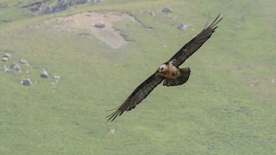 Lammgam [Bearded vulture] 0L4A2485.jpg
