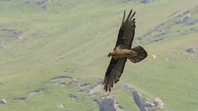 Lammgam [Bearded vulture] 0L4A2488.jpg