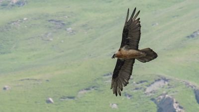 Lammgam [Bearded vulture] 0L4A2489.jpg