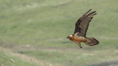 Lammgam [Bearded vulture] 0L4A2580.jpg