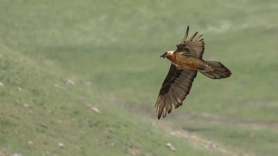 Lammgam [Bearded vulture] 0L4A2581.jpg