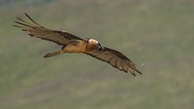 Lammgam [Bearded vulture] 0L4A2619.jpg