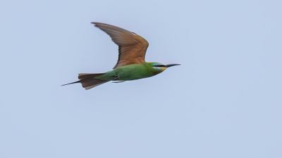 Grn bitare [Blue-cheeked bee-eater] 0L4A0147.jpg