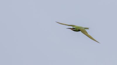 Grn bitare [Blue-cheeked bee-eater] 0L4A0152.jpg