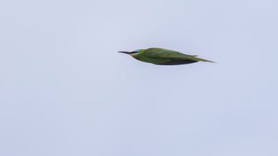 Grn bitare [Blue-cheeked bee-eater] 0L4A0157.jpg