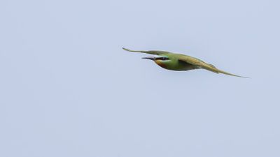 Grn bitare [Blue-cheeked bee-eater] 0L4A0177.jpg