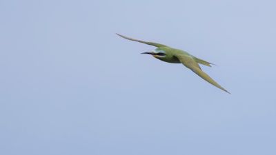 Grn bitare [Blue-cheeked bee-eater] 0L4A0182.jpg