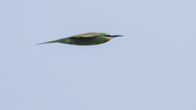 Grn bitare [Blue-cheeked bee-eater] 0L4A0184.jpg