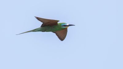 Grn bitare [Blue-cheeked bee-eater] 0L4A0188.jpg