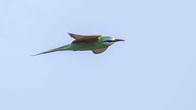 Grn bitare [Blue-cheeked bee-eater] 0L4A0189.jpg