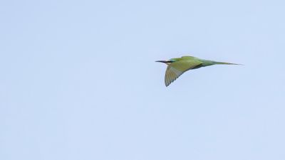 Grn bitare [Blue-cheeked bee-eater] 0L4A0192.jpg