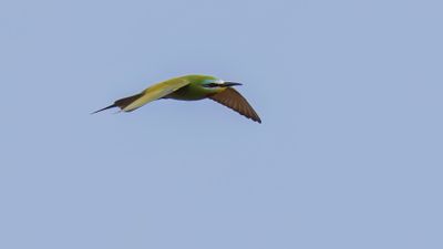 Grn bitare [Blue-cheeked bee-eater] 0L4A0201.jpg