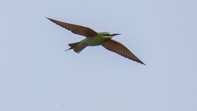 Grn bitare [Blue-cheeked bee-eater] 0L4A0204.jpg