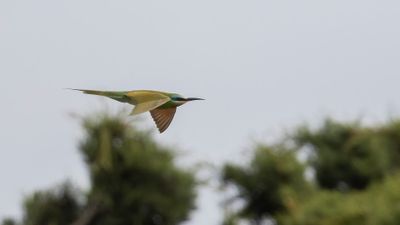 Grn bitare [Blue-cheeked bee-eater] 0L4A0206.jpg