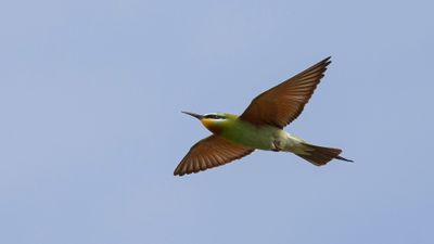 Grn bitare [Blue-cheeked bee-eater] 0L4A0220.jpg