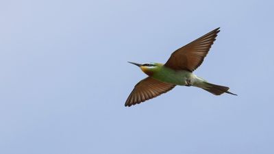 Grn bitare [Blue-cheeked bee-eater] 0L4A0221.jpg