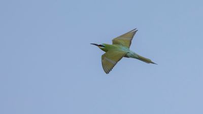 Grn bitare [Blue-cheeked bee-eater] 0L4A0268.jpg