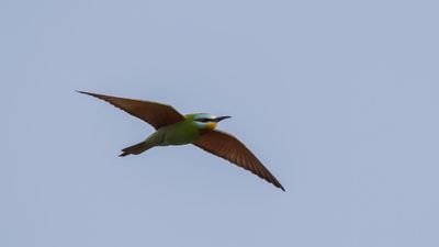 Grn bitare [Blue-cheeked bee-eater] 0L4A0276.jpg
