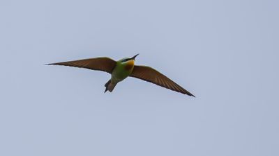 Grn bitare [Blue-cheeked bee-eater] 0L4A0288.jpg