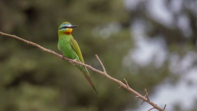 Grn bitare [Blue-cheeked bee-eater] 0L4A0304.jpg