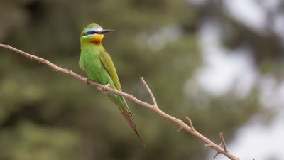 Grn bitare [Blue-cheeked bee-eater] 0L4A0305.jpg