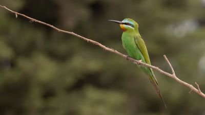 Grn bitare [Blue-cheeked bee-eater] 0L4A0314.jpg