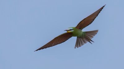 Grn bitare [Blue-cheeked bee-eater] 0L4A0325.jpg