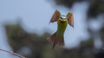 Grn bitare [Blue-cheeked bee-eater] 0L4A0330.jpg